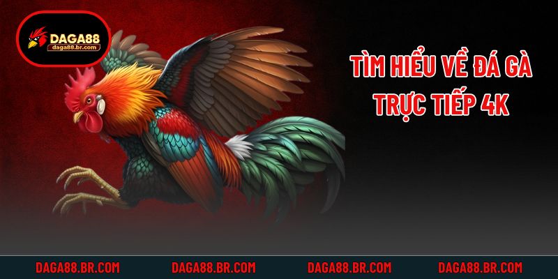 Tìm hiểu về đá gà trực tiếp 4k