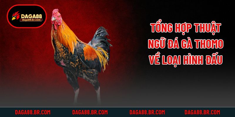 Tổng hợp thuật ngữ đá gà Thomo về loại hình đấu