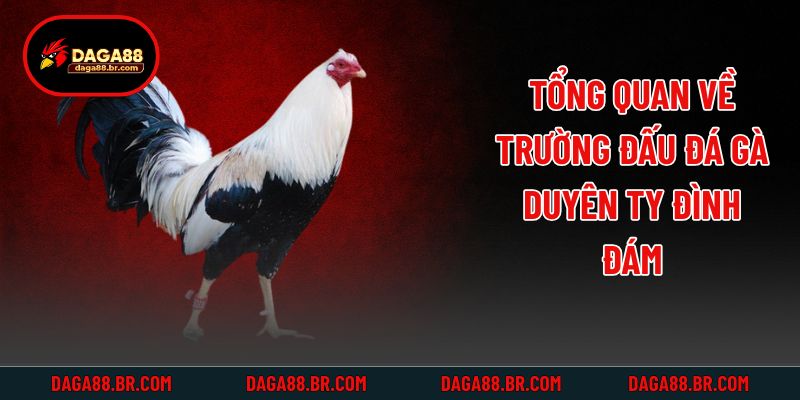 Tổng quan về trường đấu đá gà Duyên Ty đình đám