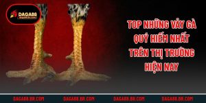 Top Những Vảy Gà Quý Hiếm Nhất Trên Thị Trường Hiện Nay