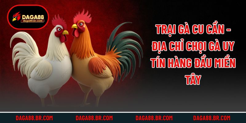 Trại Gà Cu Cần - Địa Chỉ Chọi Gà Uy Tín Hàng Đầu Miền Tây