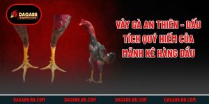Vảy Gà An Thiên - Dấu Tích Quý Hiếm Của Mãnh Kê Hàng Đầu