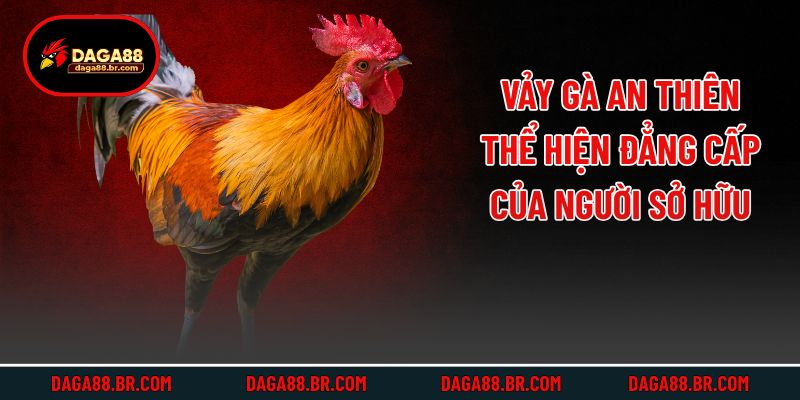Vảy gà an thiên thể hiện đẳng cấp của người sở hữu