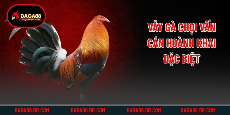Vảy gà chọi vấn cán hoành khai đặc biệt
