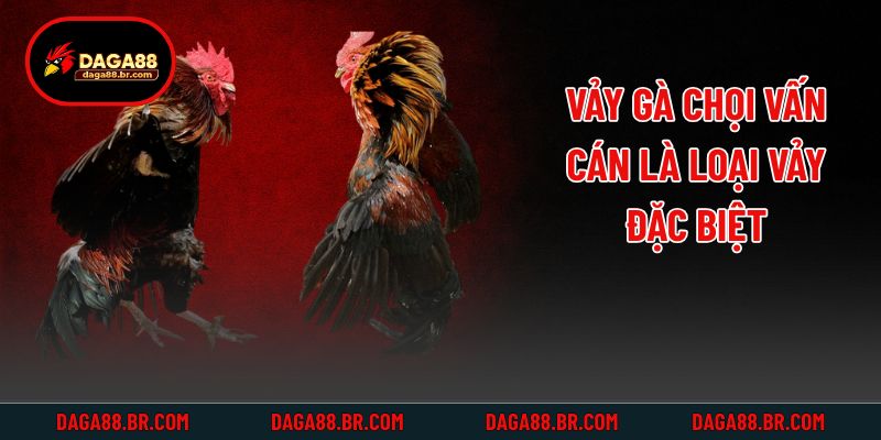 Vảy gà chọi vấn cán là loại vảy đặc biệt