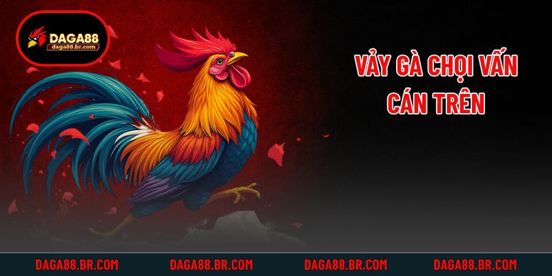 Vảy gà chọi vấn cán trên
