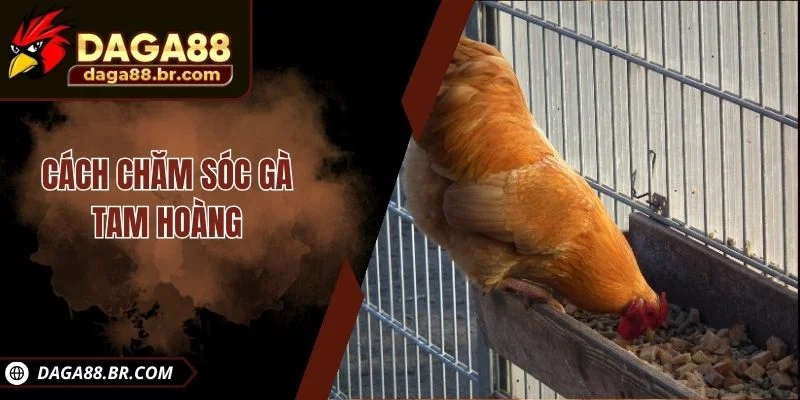 Cách chăm sóc gà Tam Hoàng