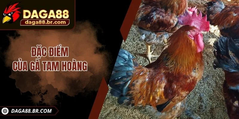 Đặc điểm của gà Tam Hoàng