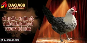 gà ai cập