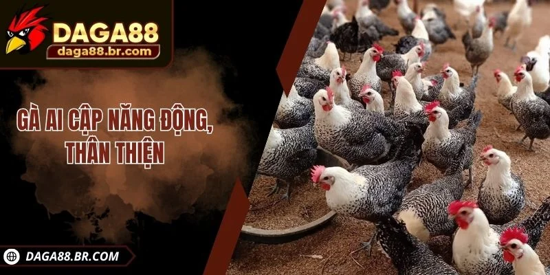 Gà Ai Cập năng động, thân thiện