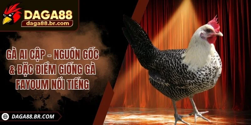 gà ai cập