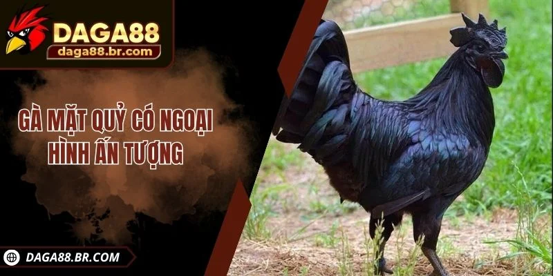 Gà mặt quỷ có ngoại hình ấn tượng