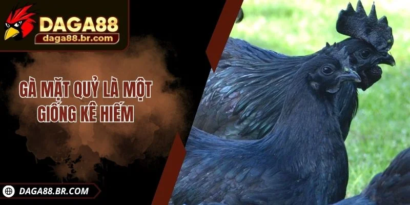 Gà mặt quỷ là một giống kê hiếm