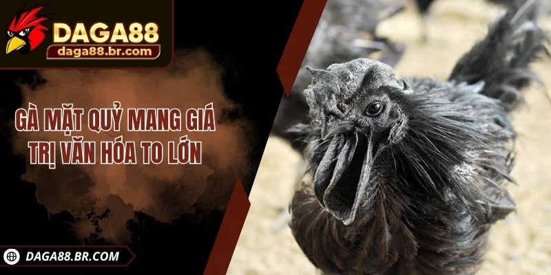 Gà mặt quỷ mang giá trị văn hóa to lớn