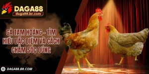 gà tam hoàng