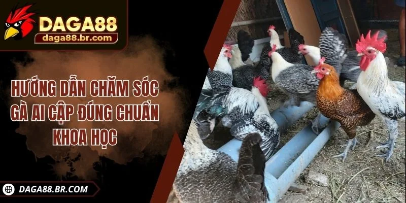 Hướng dẫn chăm sóc gà Ai Cập đúng chuẩn khoa học