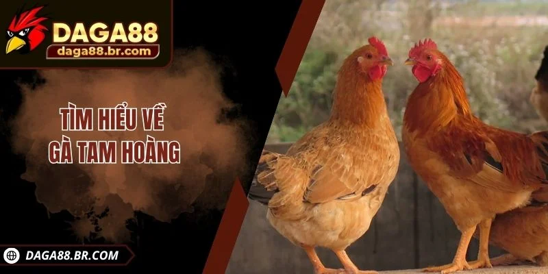 Tìm hiểu về gà Tam Hoàng